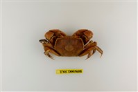 藏品(隆背張口蟹)的圖片